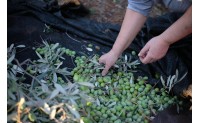 Tutti i segreti per un ottima raccolta delle olive