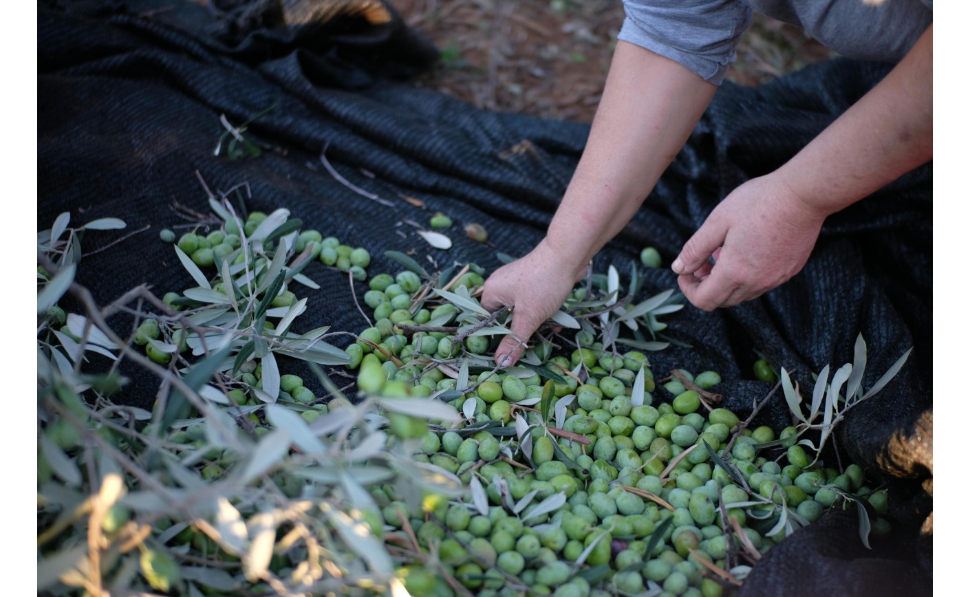 Tutti i segreti per un ottima raccolta delle olive